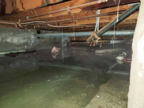Best Local water damage restoration  in Fabrica, TX